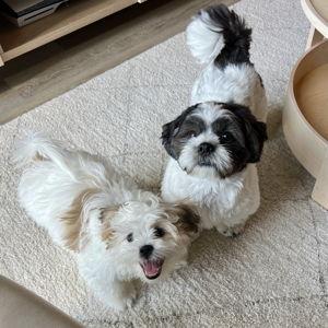 Spoil Benny & Charlie!