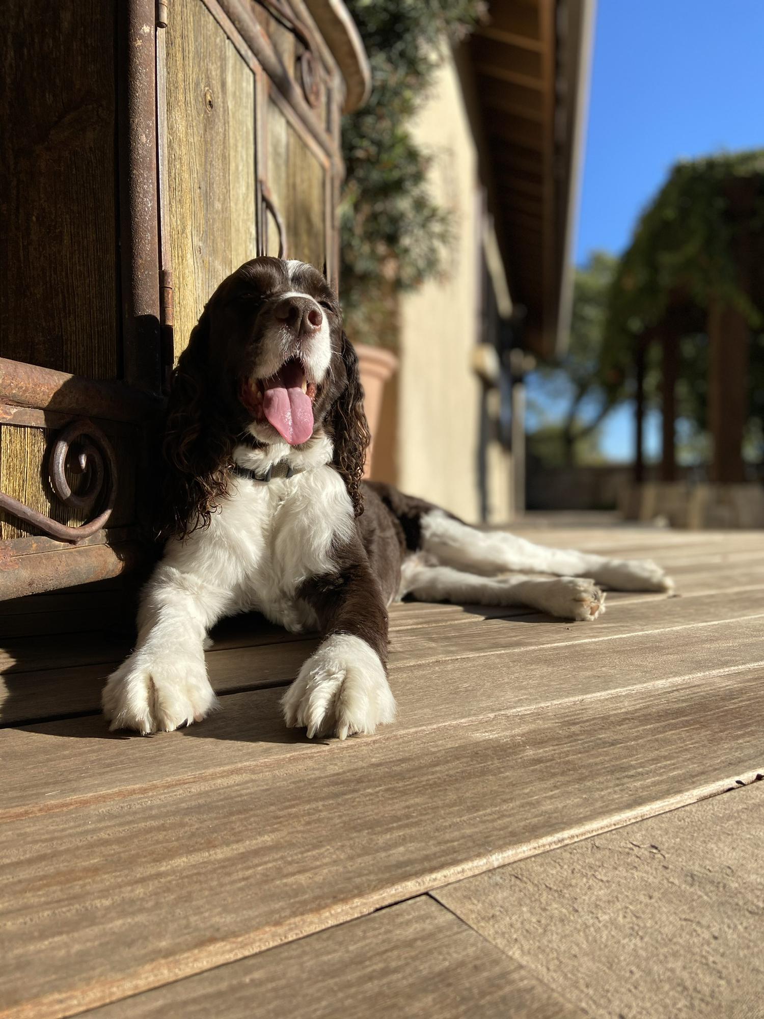 Ellie being our model dog