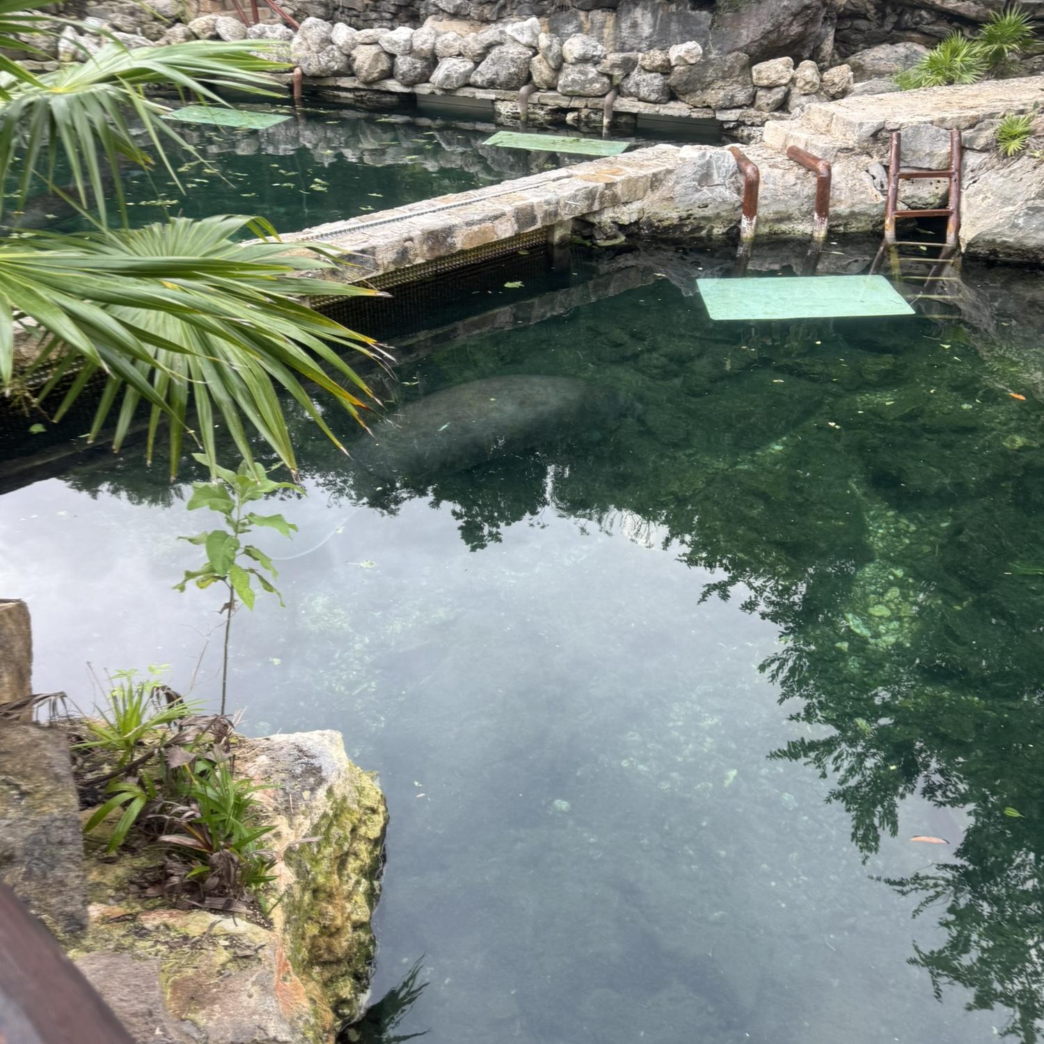 You can pay an extra cost to swim with the manatees at Xcaret. Paul's favorite underground river route takes you by them in the same waters. Ask about the different routes when you get your vest.