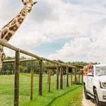 Wild Florida Drive-thru Safari Park