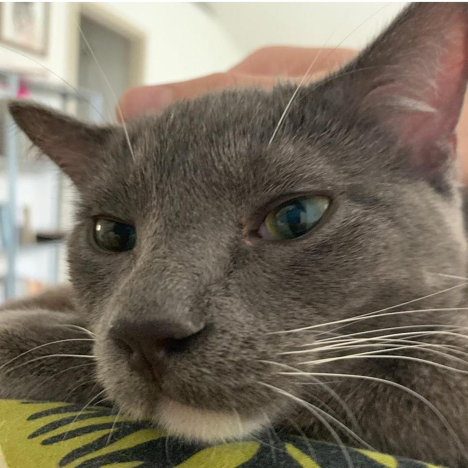 Half-panther, half-cat, 100% ours: Herbert Joseph Rose.