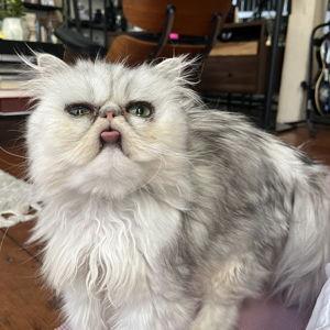Cat Fund