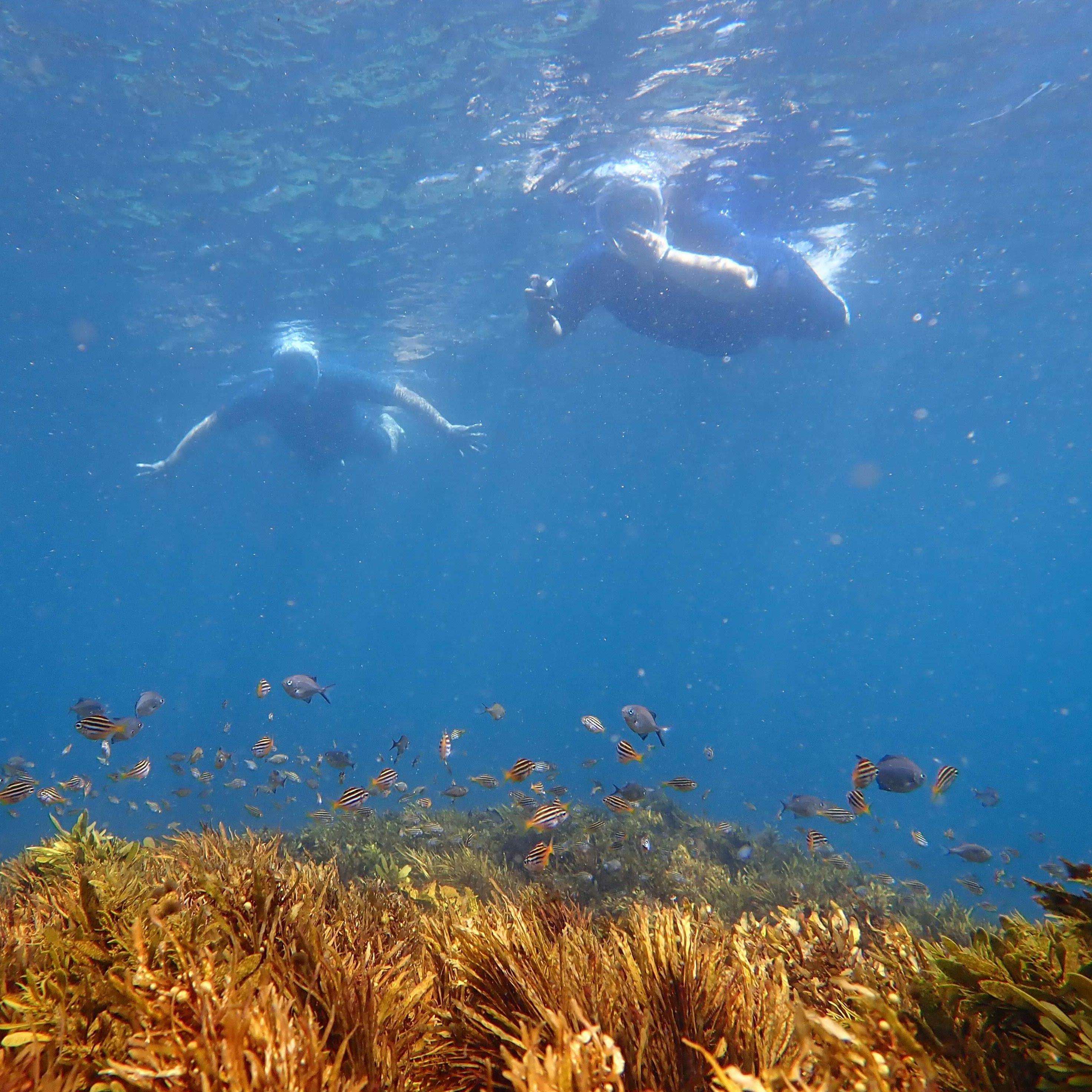 Snorkeling at Manly Beach in Australia