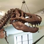 American Museum of Natural History