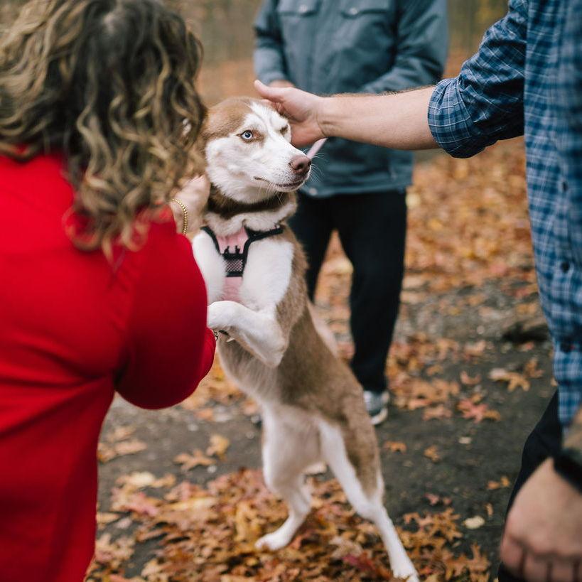 Kahlua, a husky we met during our photo shoot.