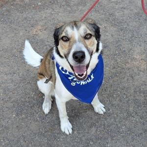Callies Treat Fund