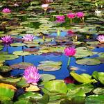International Waterlily Collection