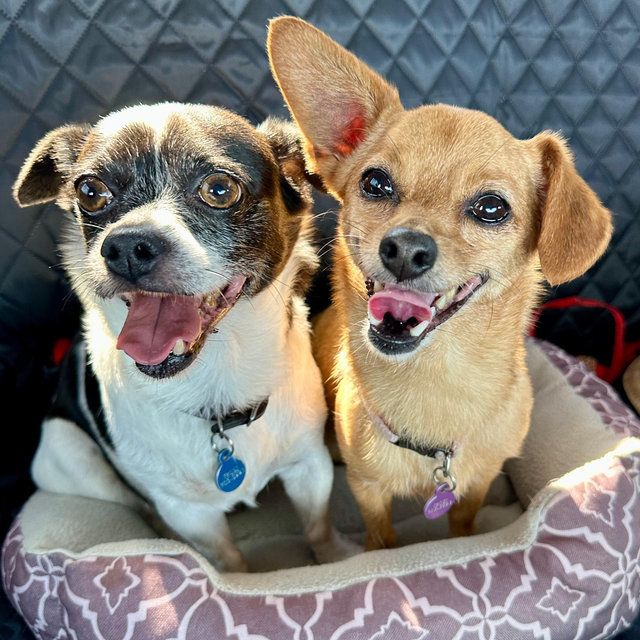 Scoobie snacks for Winston & Tink