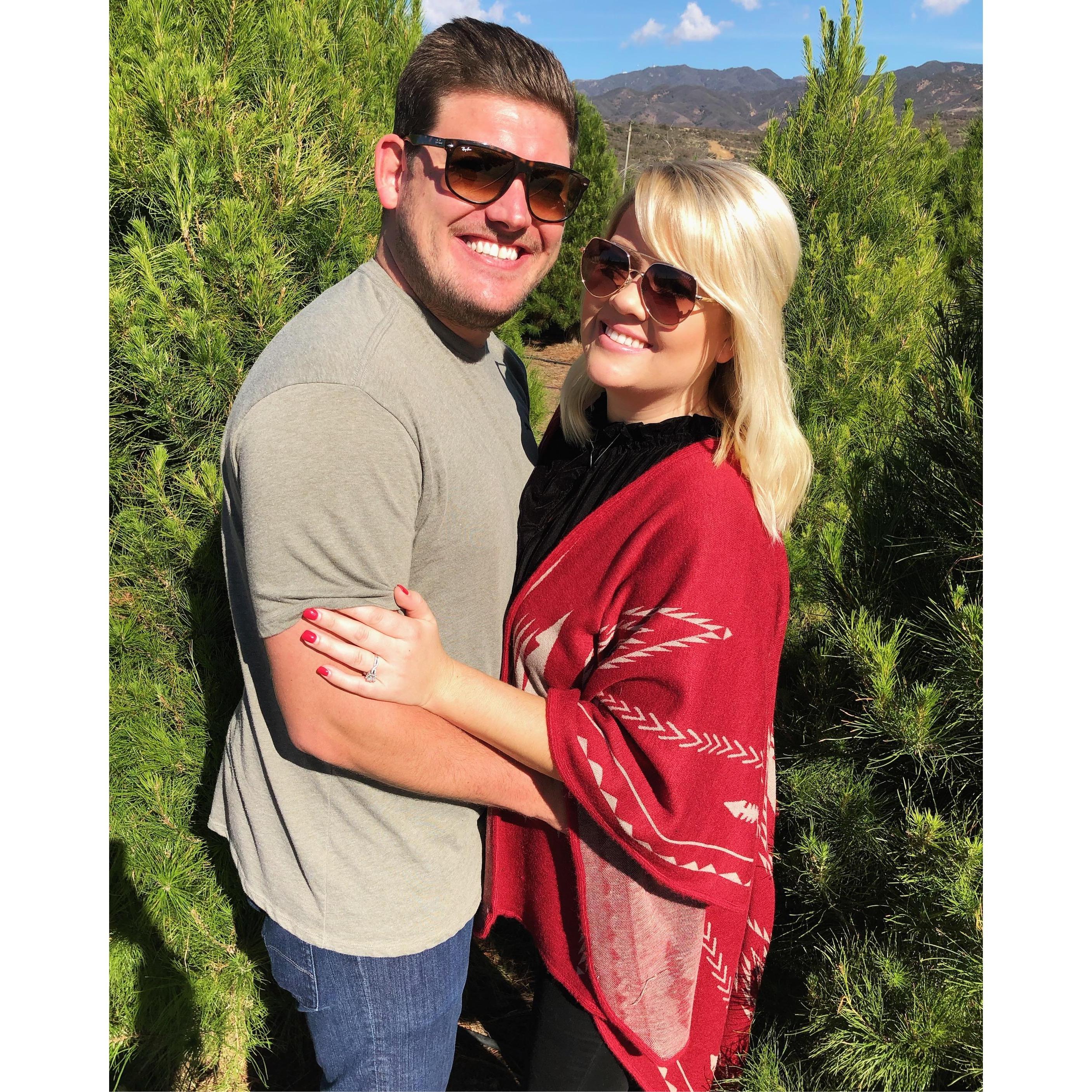 Christmas tree farm - 2018