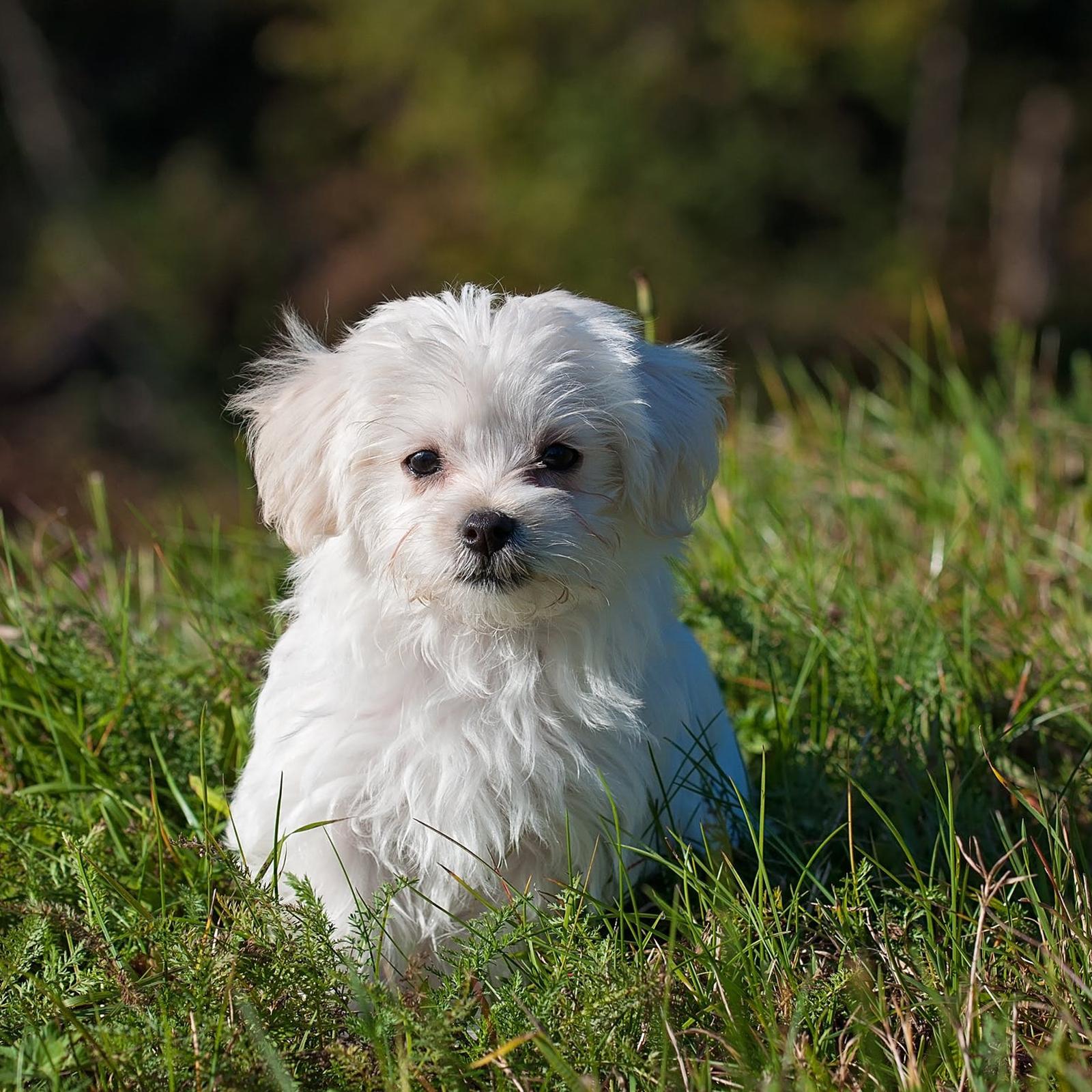 Our New Puppy