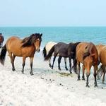 Assateague Island