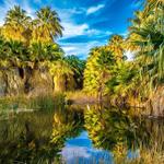 Coachella Valley Preserve - Thousand Palms Oasis Preserve