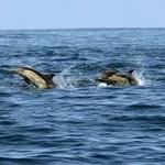 Dolphin Runner Adventure