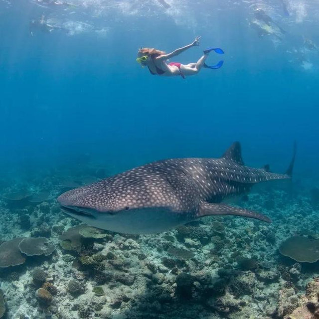 Swim with Whale Sharks Expedition