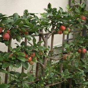 Espalier Apple (1)