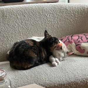 Cat Sitting Fund
