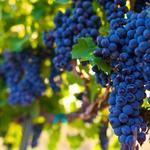 Hawk's Shadow Estate Winery