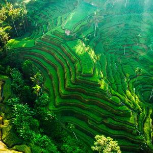 Ubud Rice Terrace Day Cycling Tour - Honeymoon Experience