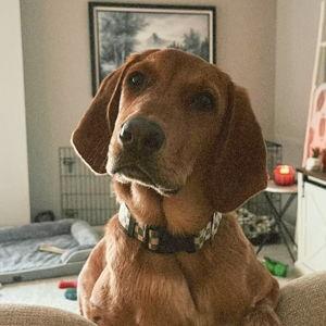 Year's Supply Of Pet Supplies - For Bentley