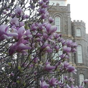 Logan Temple Picture Fund