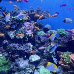 Monterey Bay Aquarium