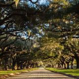 Boone Hall Plantation