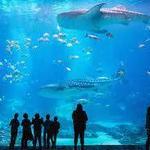 Georgia Aquarium