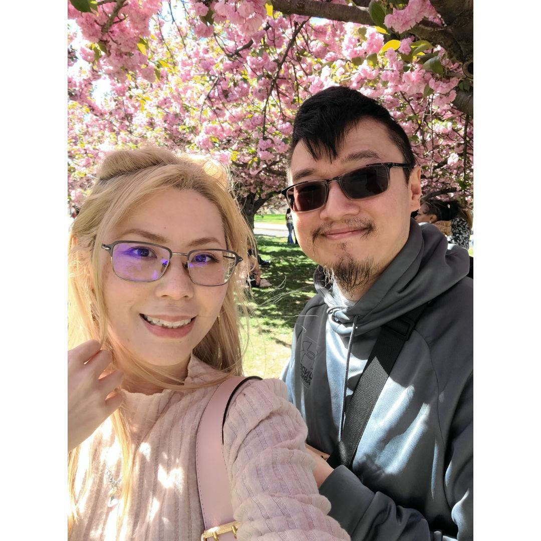 Cherry Blossom in MD