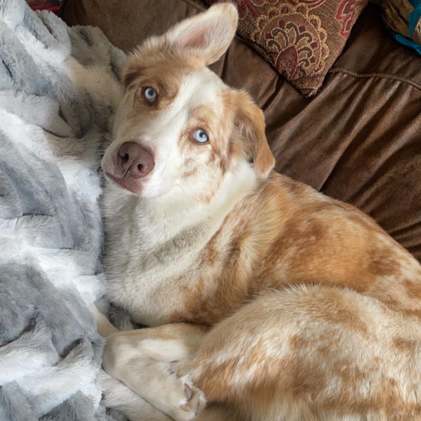 Our Pet Toy & Essentials Fund