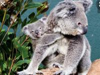WILD LIFE Sydney Zoo
