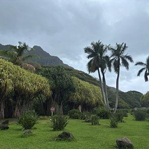 Visit to Kaneohe Macadamia Nut Farm
