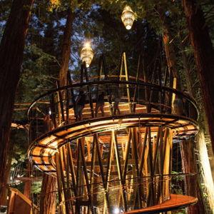 Redwoods Nightlights Treewalk Fund