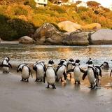 boulders beach
