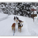 Jackson Hole Iditarod Sled Dog Tours