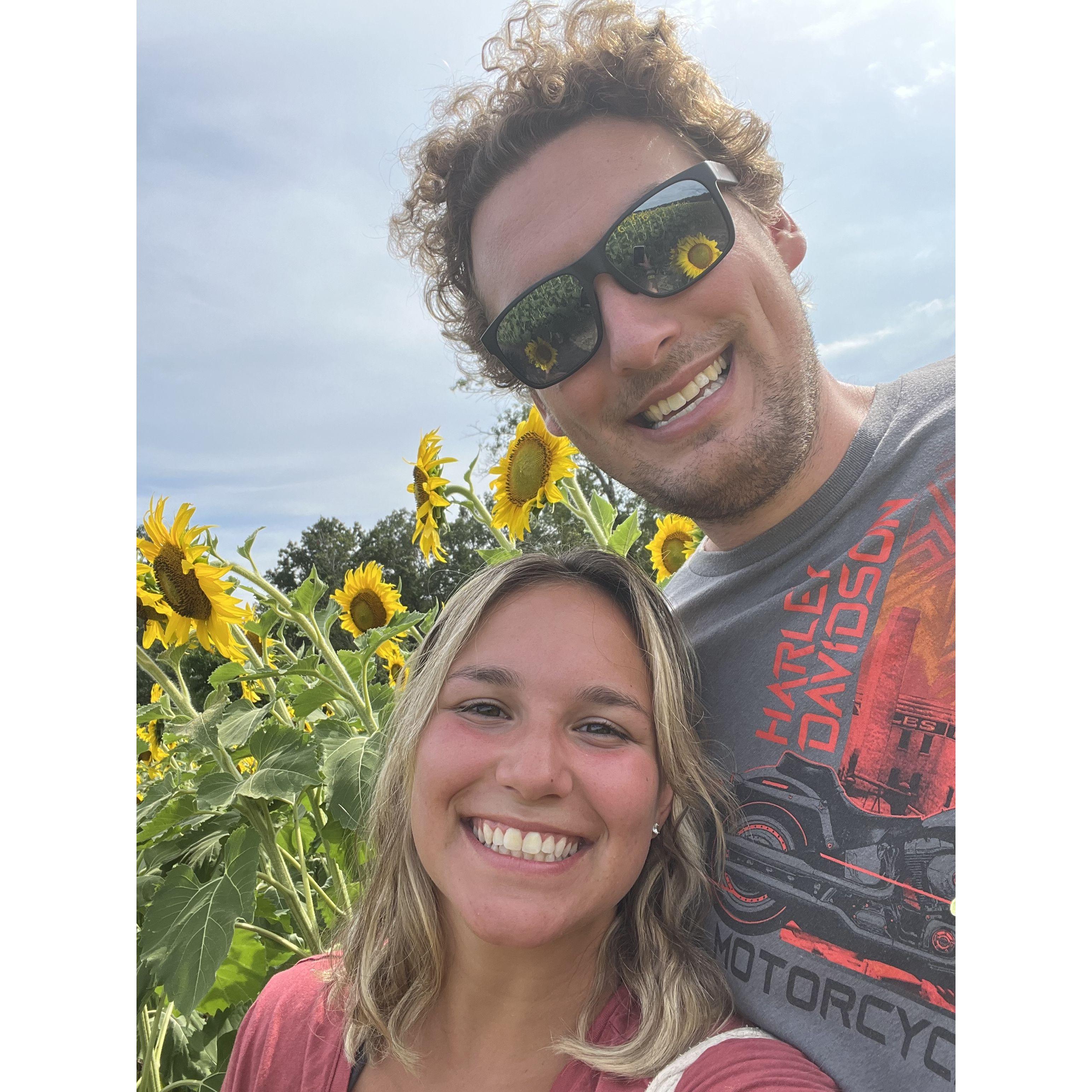 Sunflower Picking August 2022