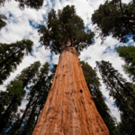 Calaveras Big Trees State Park