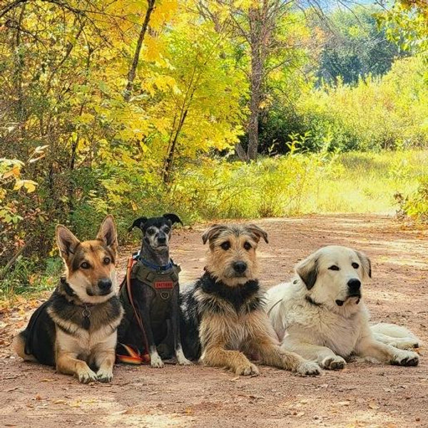 Year's Supply Of Pet Treats