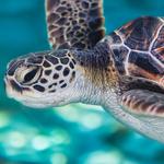 Aquarium of the Pacific