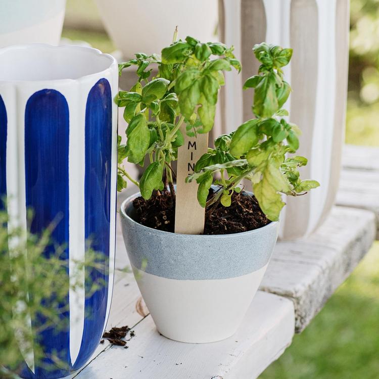 Viva By Vietri, Viva Garden Small Reactive Cachepot | Zola