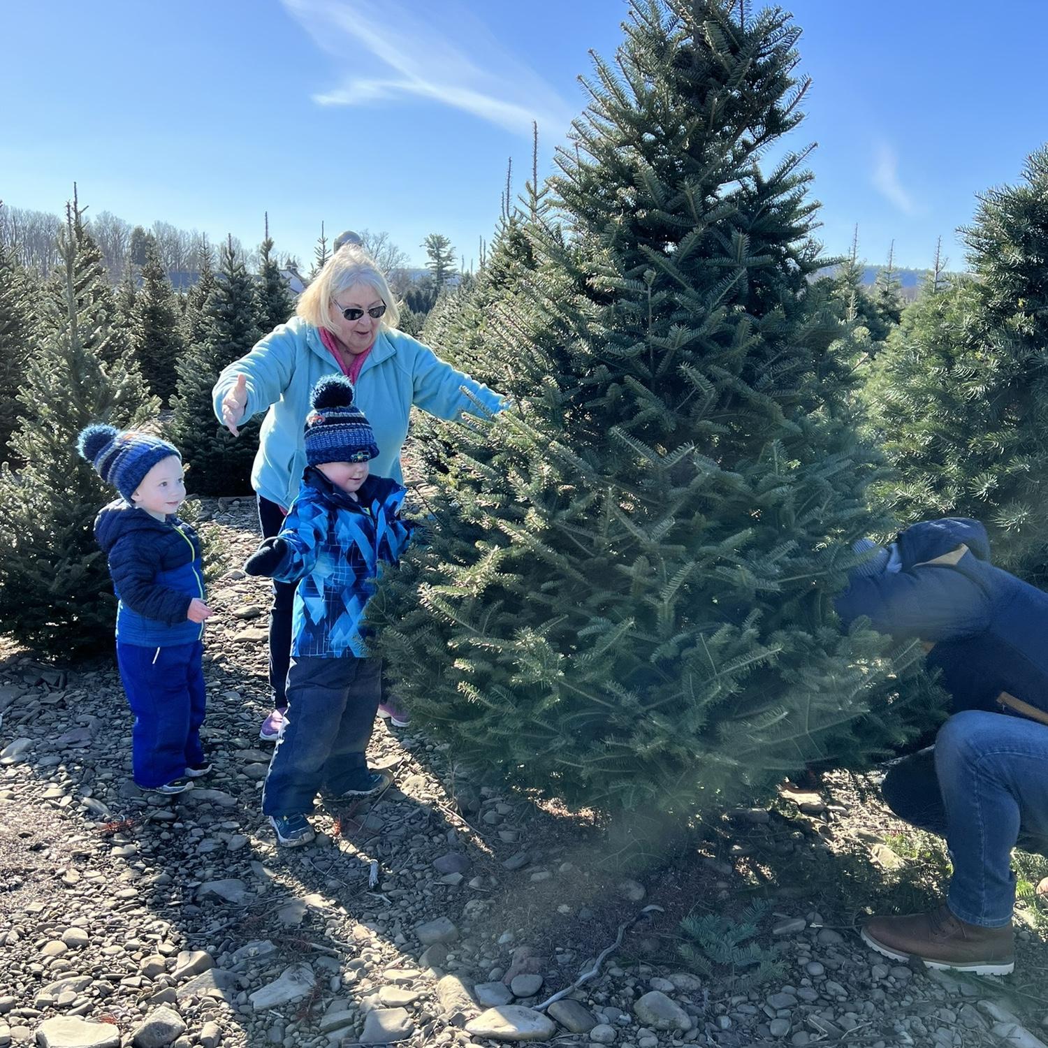 Cutting our first natural Christmas tree 🌲