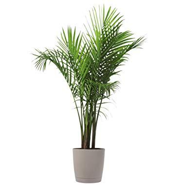 Costa Farms Majesty Palm Tree, Live Indoor Plant, 3 to 4-Feet Tall, Ships with Décor Planter, Fresh From Our Farm, Excellent Gift or Home Décor