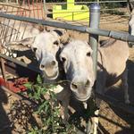 Donkey Sanctuary Aruba