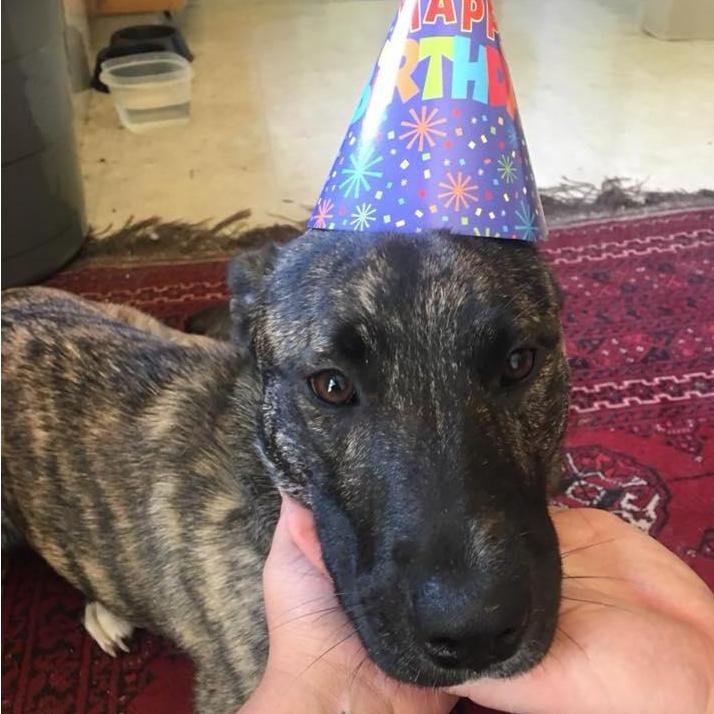 Mochi's 1st Birthday! (Spring 2018)