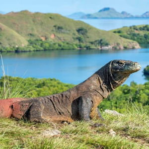 Komodo Hotel