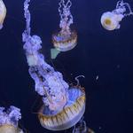 Mystic Aquarium