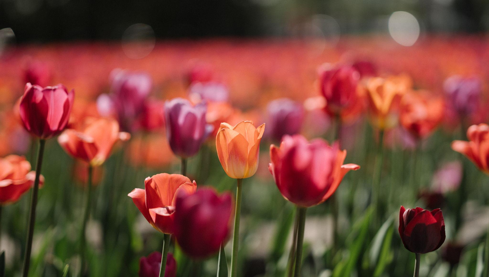 The Wedding Website of Richard Young and Samantha Bitonti