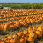 Farmer John's Pumpkin Farm