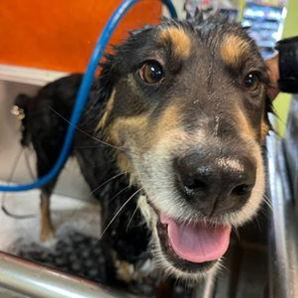 Dog baths for our odorous mutt Dani