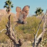 Arizona-Sonora Desert Museum