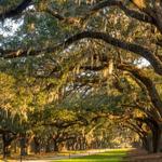 Boone Hall Plantation & Gardens